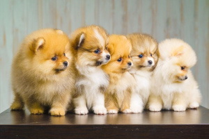 Сколько щенков рожают собаки разных пород?