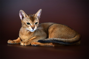 Абисcинская кошка (Abyssinian cat)