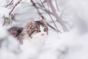 Сибирская кошка (Siberian cat)
