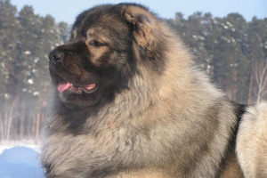 Кавказская овчарка (Caucasian Shepherd Dog)