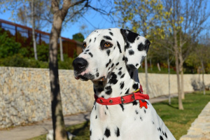 Далматин (Dalmatian dog)
