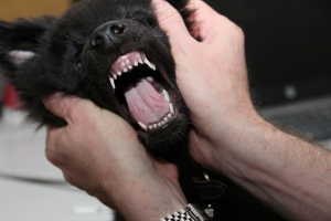Все, что вы хотели знать о молочных зубах у собак
