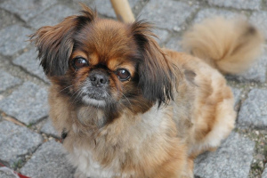 Пекинес (Pekingese)