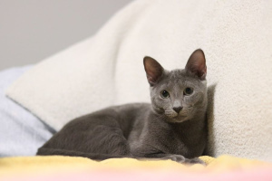 Русская голубая кошка (Russian Blue)