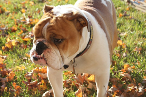 Английский бульдог (Englische Bulldogge)