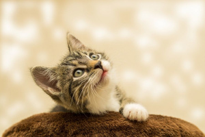 8 популярных мифов о содержании кошек