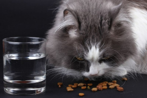 Правильное кормление кошек: нормы и необходимые продукты