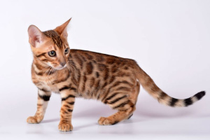 10 самых дорогих кошек в мире
