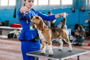 Расписание выставок собак в Беларуси
