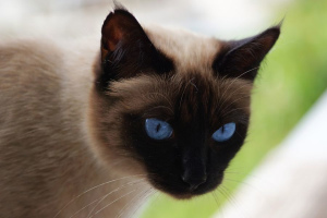 Сиамская кошка (Siamese cat)