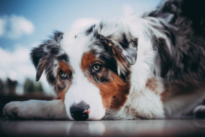 Австралийская овчарка (Australian Shepherd)