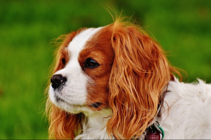 Кинг-чарльз-спаниель (King Charles Spaniel)