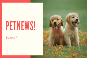 PetNews! Новости о животных | #1