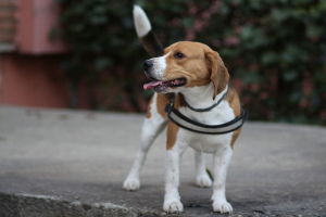 Бигль (Beagle)