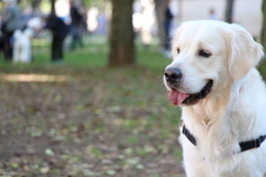 Золотистый (голден) ретривер (Golden Retriever)