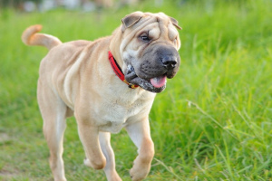 Шарпей (Shar Pei)