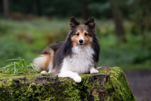 Шелти (Shetland Sheepdog)