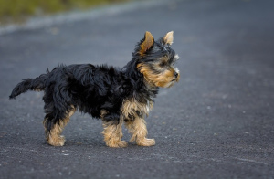 Йоркширский терьер (Yorkshire Terrier)