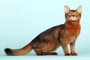 Сомалийская кошка (Somali cat)