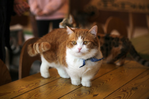 Манчкин (Munchkin cat)