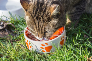 Как выбрать лучший корм для кошки: советы ветдиетологов