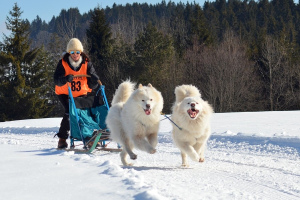 Самоедская собака (Samoyed dog)