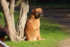 Бульмастиф (Bullmastiff)