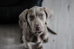 Веймаранер (Weimaraner)