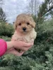 Дополнительные фото: Мини -абрикосовый пудель!
