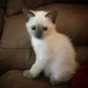 Фото №3. Сиамские котята Schattige Zoeken een nieuw thuis.. Бельгия