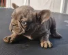 Дополнительные фото: Щенки французского бульдога