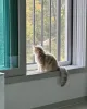 Фото №3. Чистокровные золотисто-кремовые британские короткошерстные котята Teddy-Bear. Германия