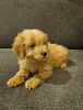 Фото №3. Cockapoo puppies...whatsapp me at 44 7453 907158.  Германия