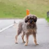 Дополнительные фото: Редкой внешности собачка ищет дом