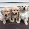 Фото №3. Золотистый ретривер Welpen zu verkaufen.  Бельгия