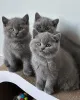 Фото №1. британская короткошёрстная - купить в Тарту за Бесплатно. Объявление №139172