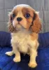 Фото №3. Cuccioli di Cavalier King Charles Spaniel в вендите.  Италия