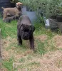 Фото №3. Nuttede Cane Corso очень красив и безопасен для всех.  Дания