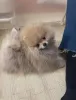 Фото №3. Adorable pomeranian.  Бельгия