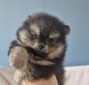 Фото №1. померанский шпиц - купить в Одессе за 92767₽. Объявление №165443