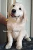 Дополнительные фото: Golden retriver