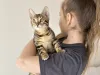 Дополнительные фото: Шикарные Бенгальские котята
