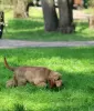 Фото №3. english cocker spaniel.  Украина