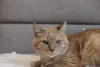 Дополнительные фото: Симбочка очаровательный рыжий котик ищет дом и любящую семью!