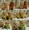 Дополнительные фото: МальтіпуF1MaltipooF1цуценята1,5місpuppies 1.5 months Ukraine, Kyiv. Worldwide