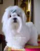 Фото №2 к объявлению №158997 о продаже мальтийскую болонку - купить в Украине из питомника