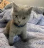 Фото №3. Продаются красивые британские короткошерстные котята. Великобритания