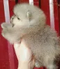 Дополнительные фото: Pomeranski Mini Shpic Pomeranian Spitz Померанские Мини шпицы