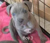 Дополнительные фото: Hervorragender Wurf blauer Staffordshire Bullterrier-Welpen.