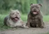 Дополнительные фото: American Bully Micro , NANO